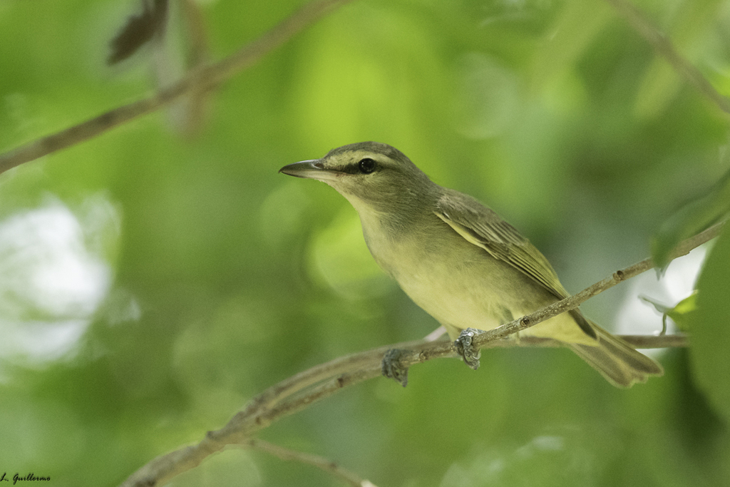 Yucatán Vireo from Garza Blanca, Solidaridad, Q.R., México on October ...