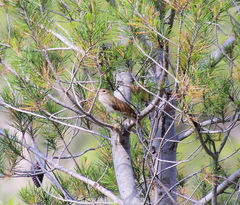 Luscinia megarhynchos