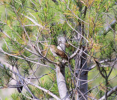 Luscinia megarhynchos