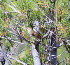Luscinia megarhynchos