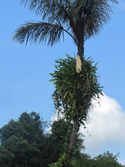 Epiphyllum phyllanthus