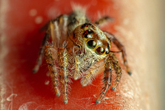 Salticidae