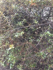 Pyracantha fortuneana