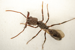 Odontomachus simillimus