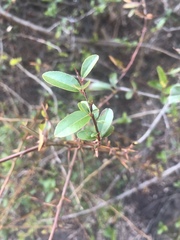 Pyracantha fortuneana