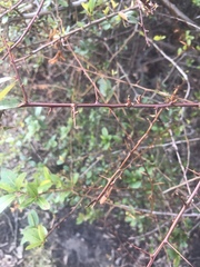 Pyracantha fortuneana