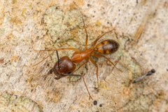 Camponotus