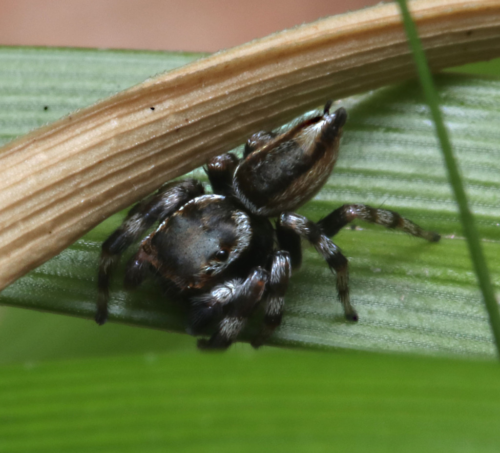 White Garland House Hopper in September 2023 by juliegraham173 · iNaturalist