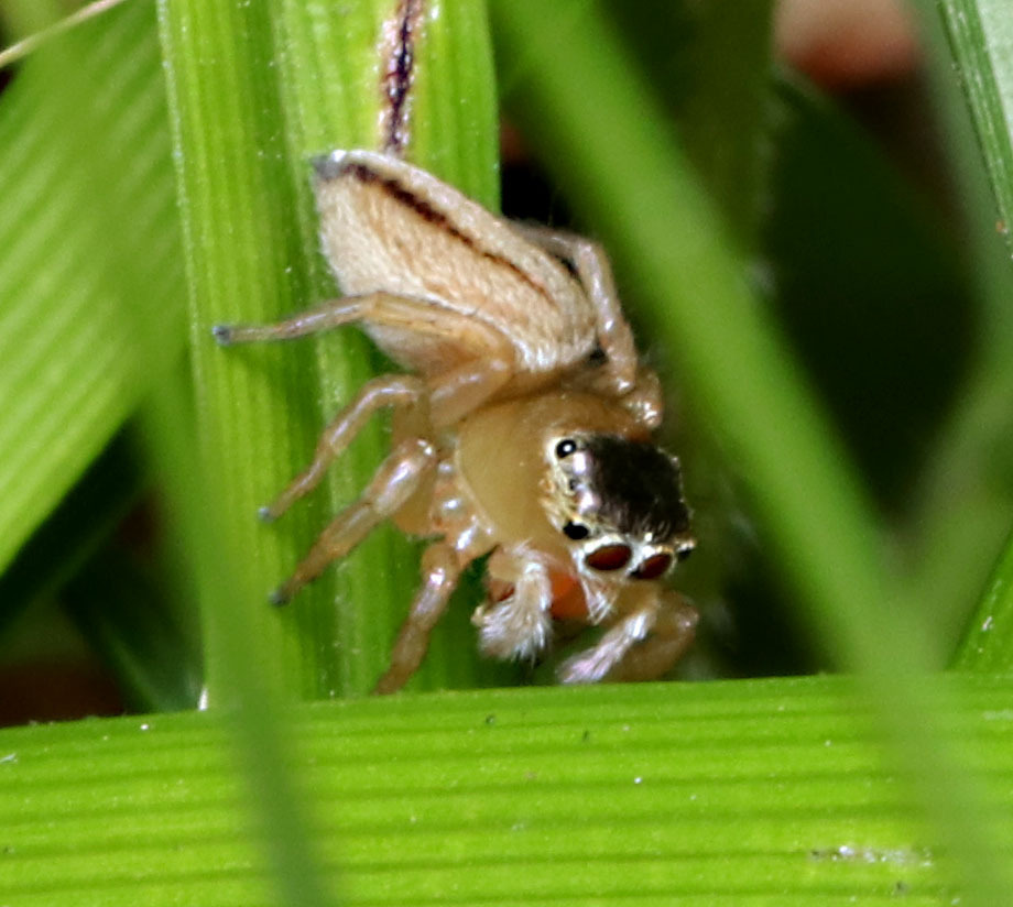 White Garland House Hopper in September 2023 by juliegraham173 · iNaturalist