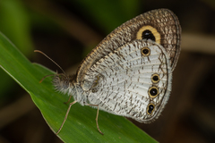 Ypthima ceylonica