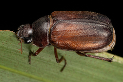 Scarabaeidae