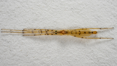 Styringomyia