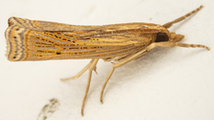Crambidae