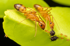 Camponotus