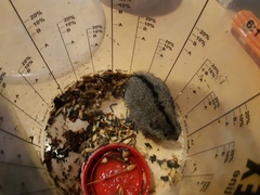 Steppe Vole photo 5