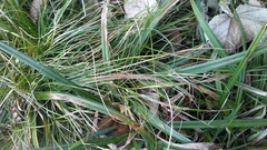 Carex sylvatica