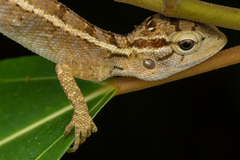 Calotes versicolor