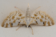 Crambidae