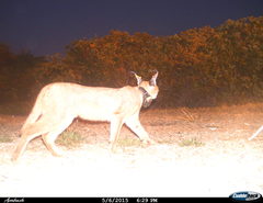 Caracal caracal caracal