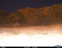 Caracal caracal caracal