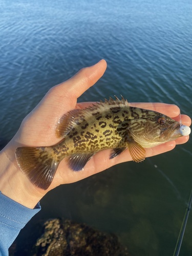 Charcoal belly (Mycteroperca microlepis) — Serranidae