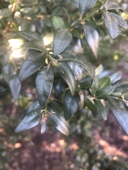 Buxus sinica