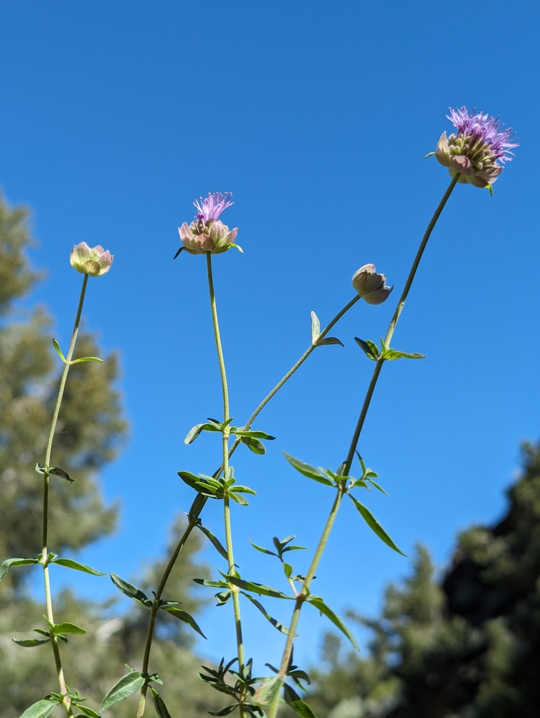 Monardella rubella