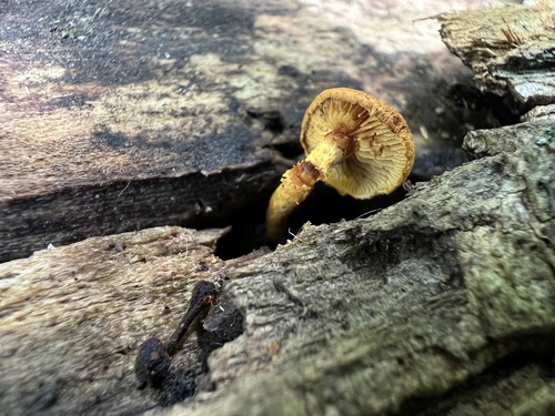 Pholiota