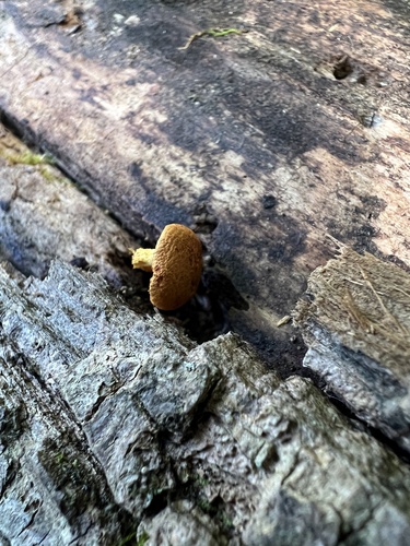 Pholiota (Photo 2 of 3)
