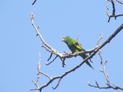 Brotogeris chiriri