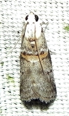Acrobasis juglandis