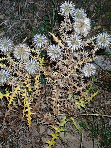 Echinops ritro