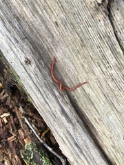 Strigamia bothriopus