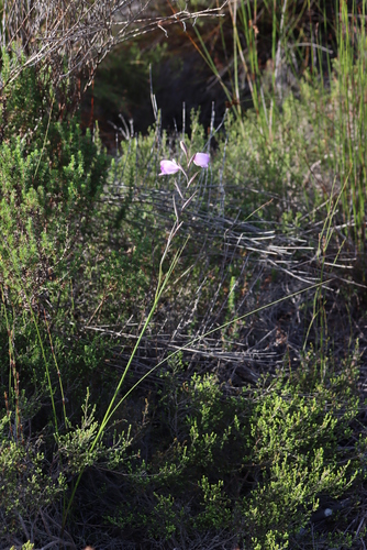 Image of Riversdale bluebell by (c) Tony Rebelo, some rights reserved (CC BY-SA)