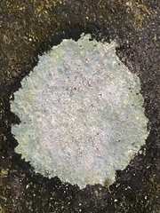 Trapelia placodioides