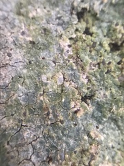 Trapelia placodioides