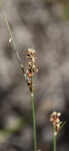 Image of Ficinia secunda by (c) Tony Rebelo, some rights reserved (CC BY-SA)