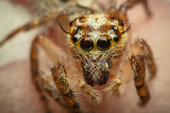 Salticidae