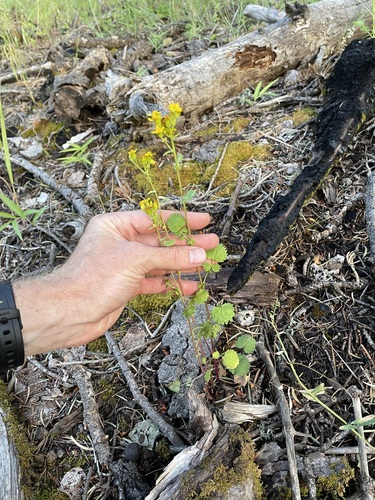 Burnet Ragwort (Packera sanguisorboides)