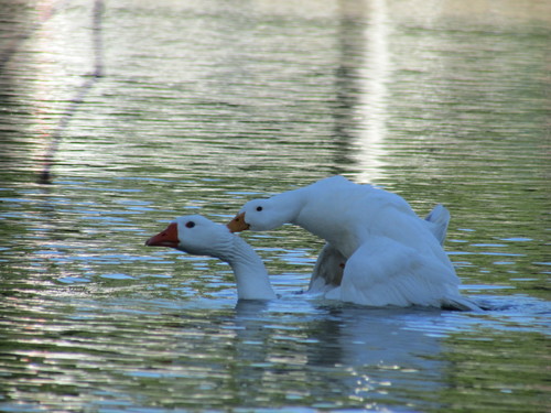 Duck