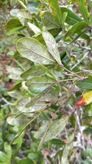 Quercus elliptica
