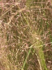 Agrostis montevidensis