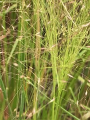 Agrostis montevidensis