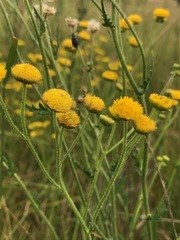 Nidorella pinnata