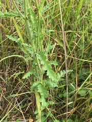 Nidorella pinnata