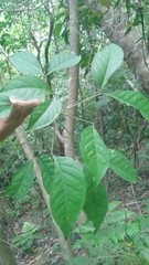 Crateva adansonii formosensis