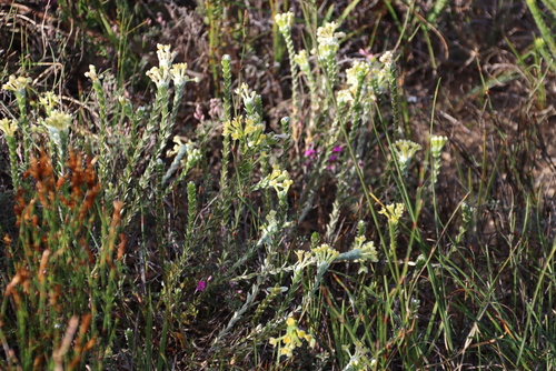 Image of Gnidia chrysophylla by (c) Tony Rebelo, some rights reserved (CC BY-SA)