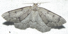 Nepytia pellucidaria