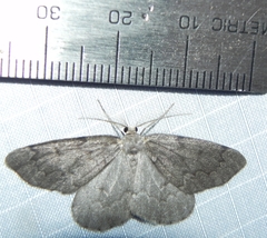 Nepytia pellucidaria