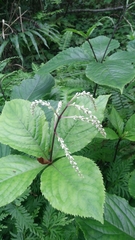 Chloranthus oldhamii